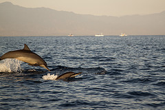 dolfijnen bali